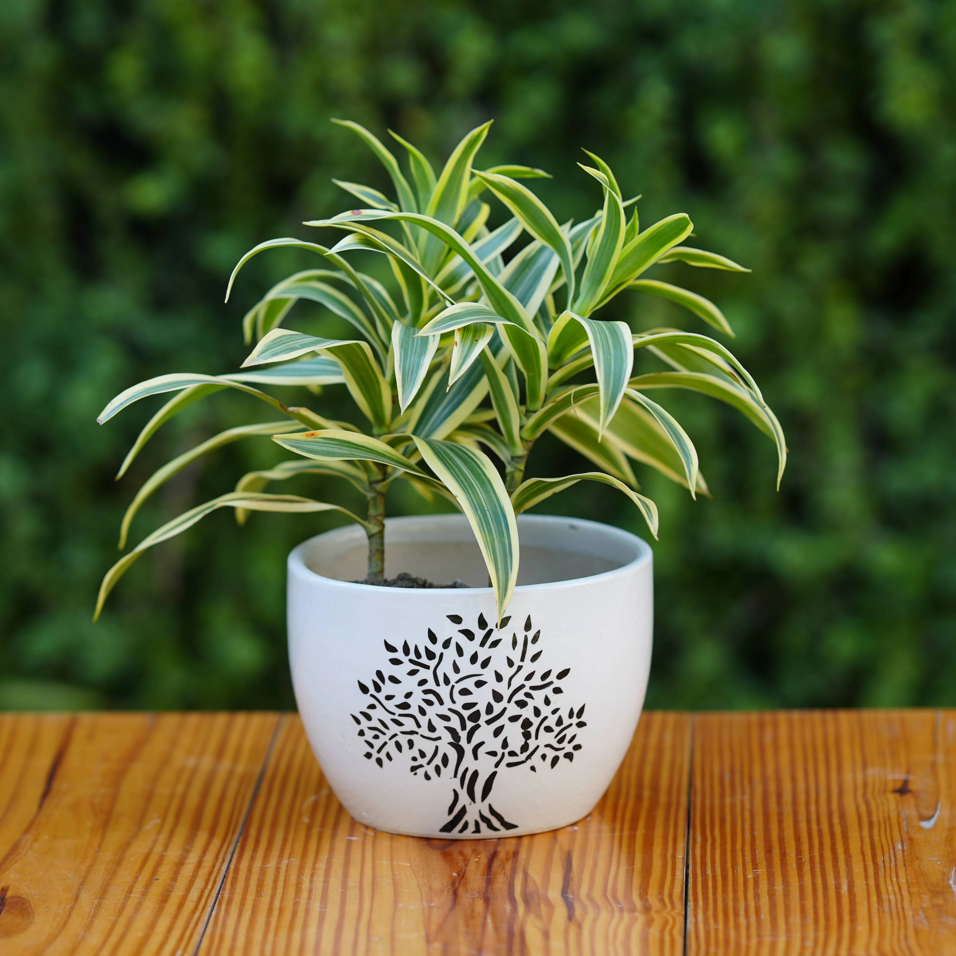 Tree Printed Ceramic Planter
