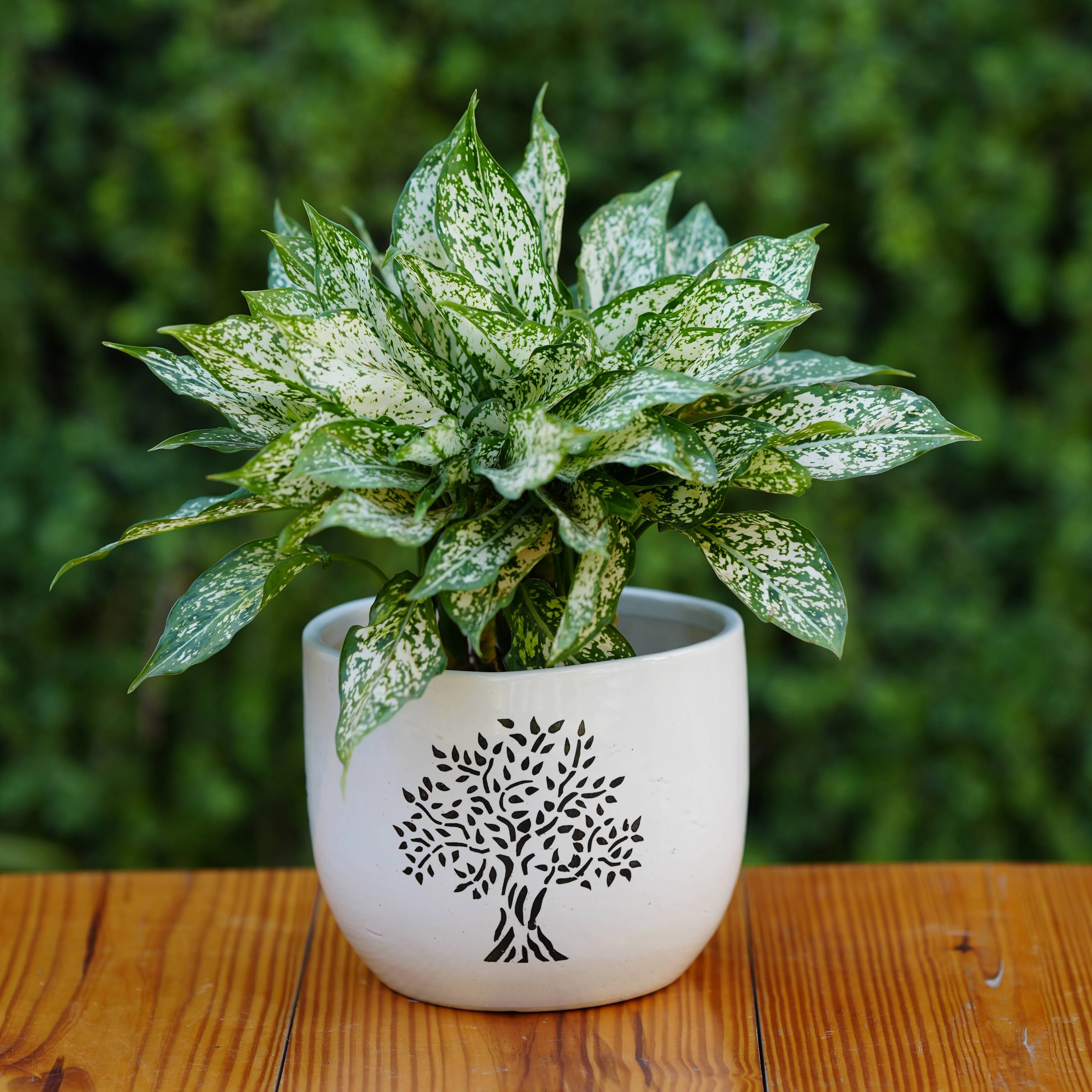 Tree Printed Ceramic Planter