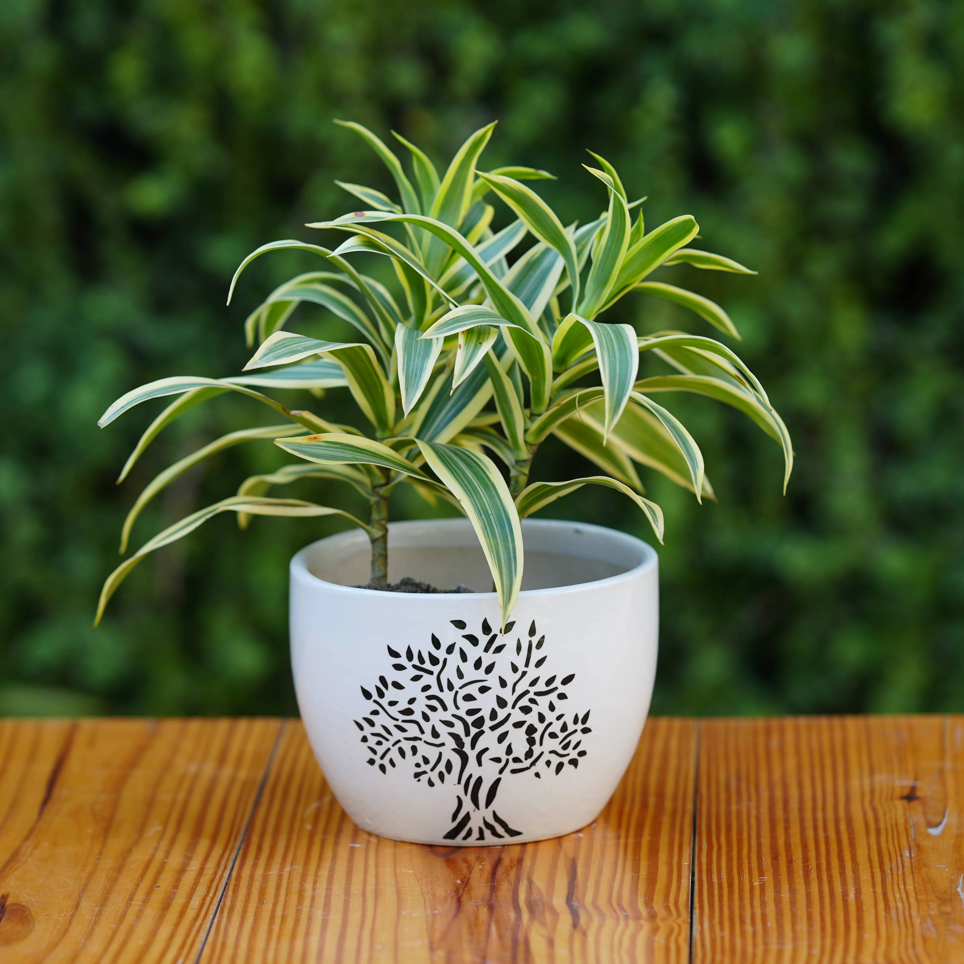 Tree Printed Ceramic Planter
