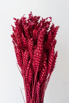 Trigo Ruby Color Preserved Bunch indoor houseplants  