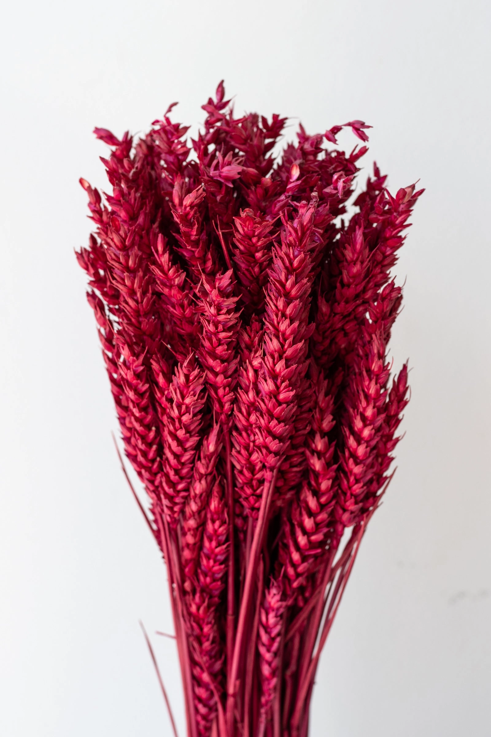 Trigo Ruby Color Preserved Bunch indoor houseplants  