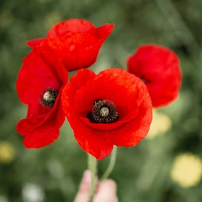 Turkenlouis Oriental Poppy | Papavar orientalis traditional flower vase  