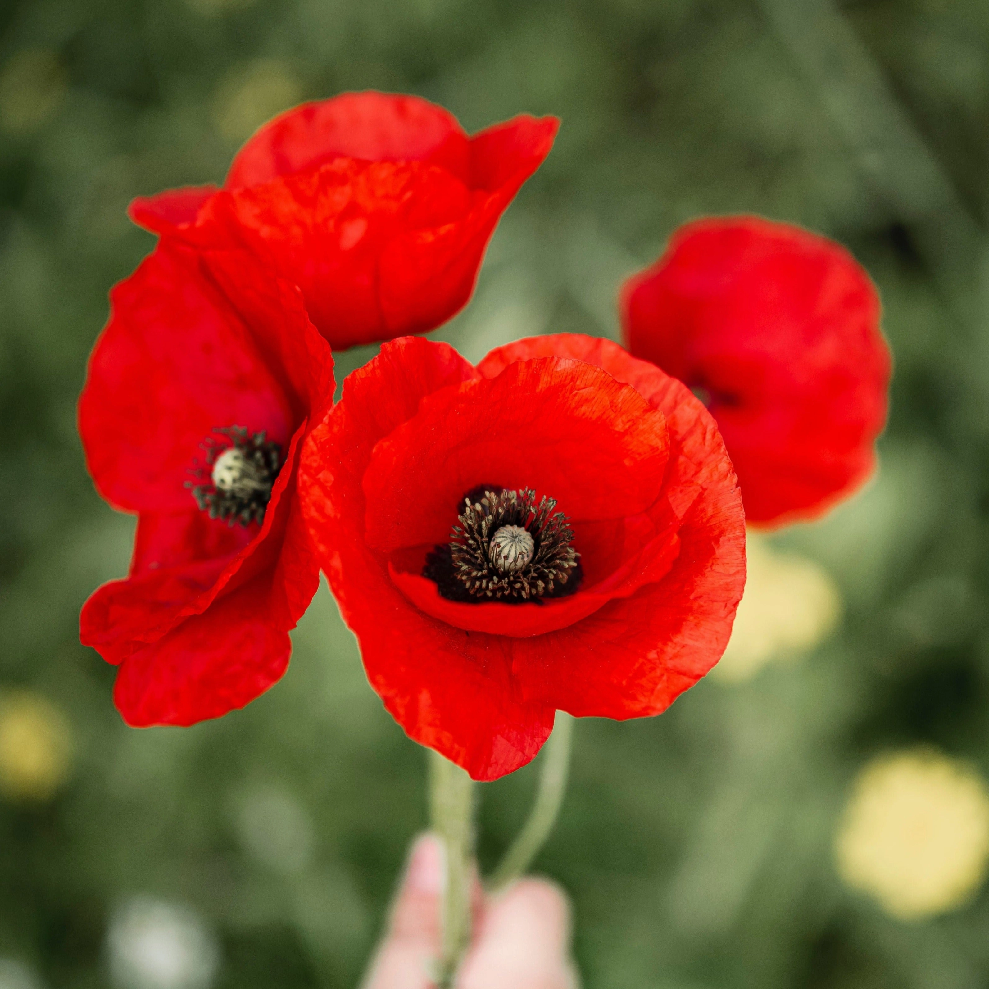 Turkenlouis Oriental Poppy | Papavar orientalis traditional flower vase  