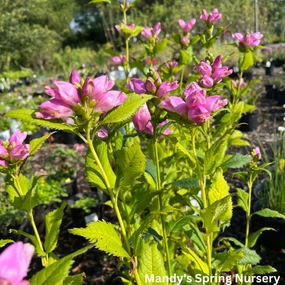 Turtlehead | Chelone obliqua 'Rosea' single layer plant shelf  