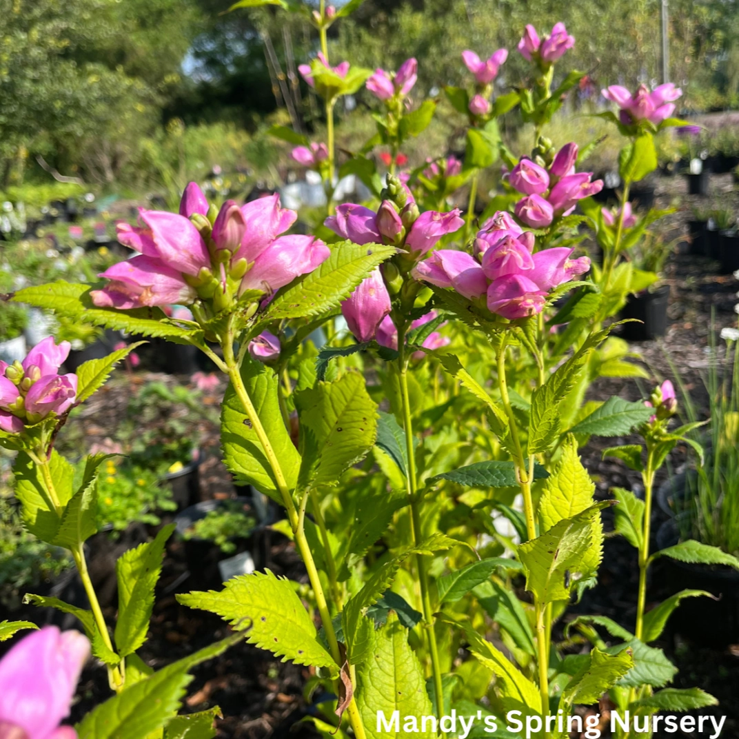 Turtlehead | Chelone obliqua 'Rosea' single layer plant shelf  