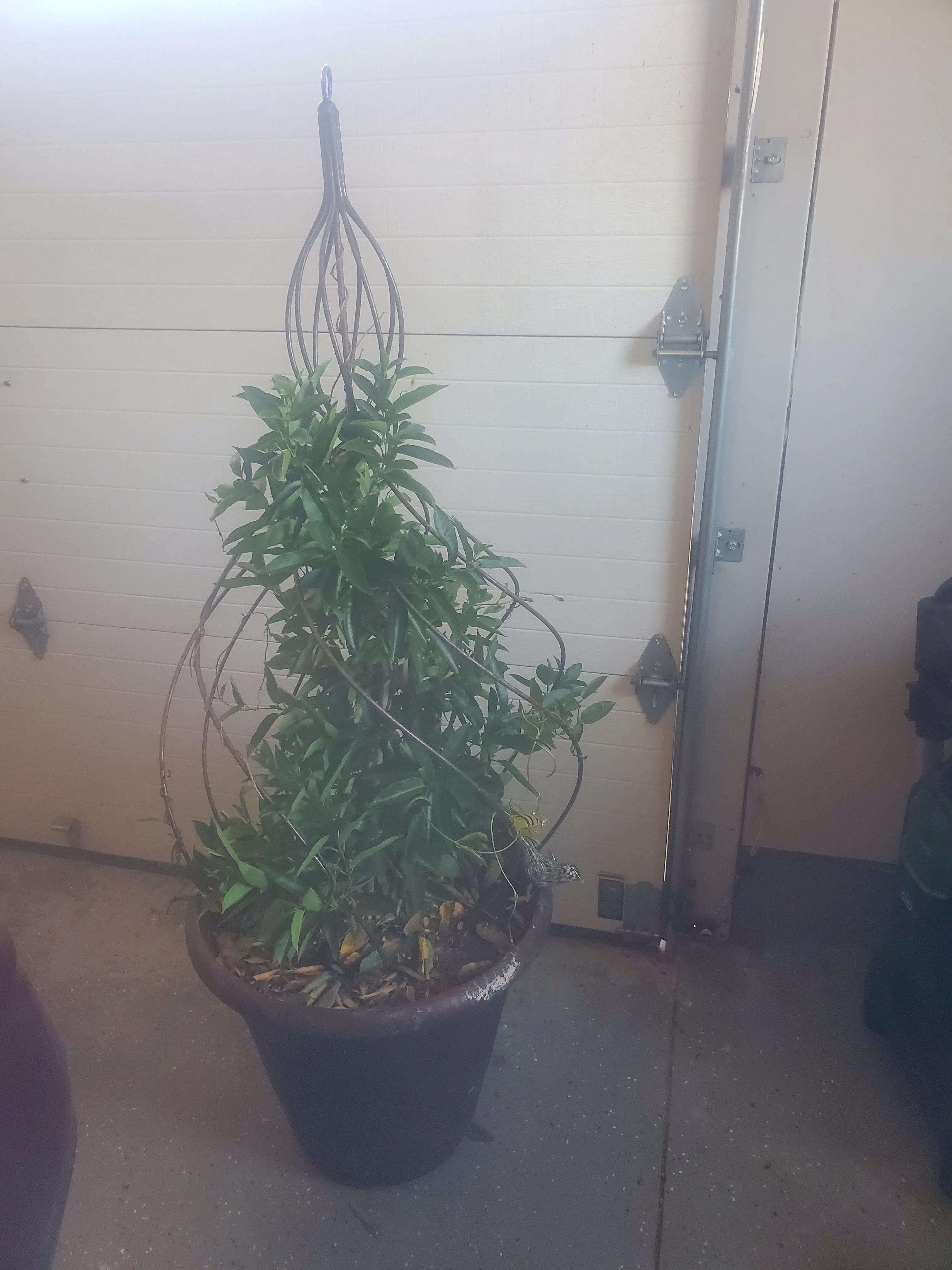 Twist Topiary with Spin & Top Circle