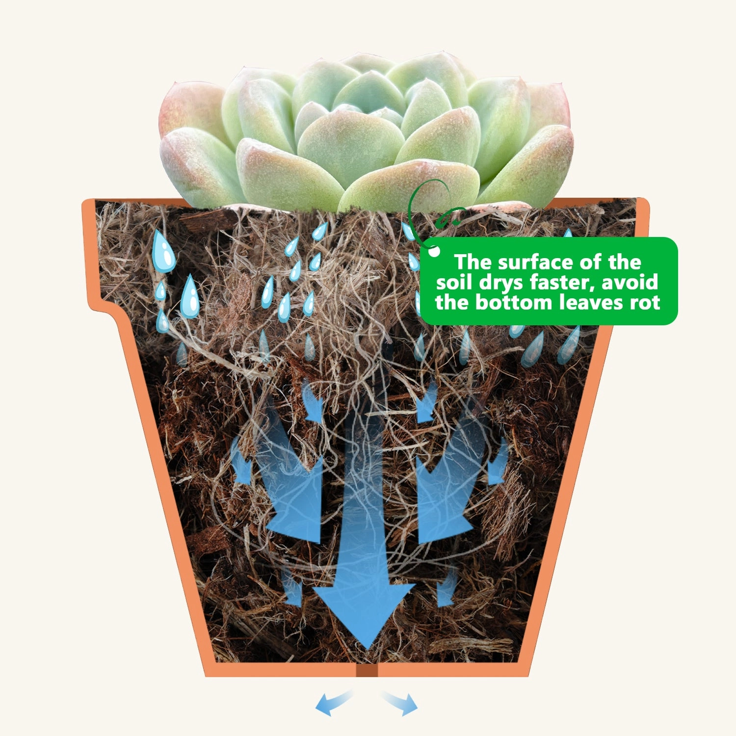 Upgraded Organic Succulent and Cactus Soil