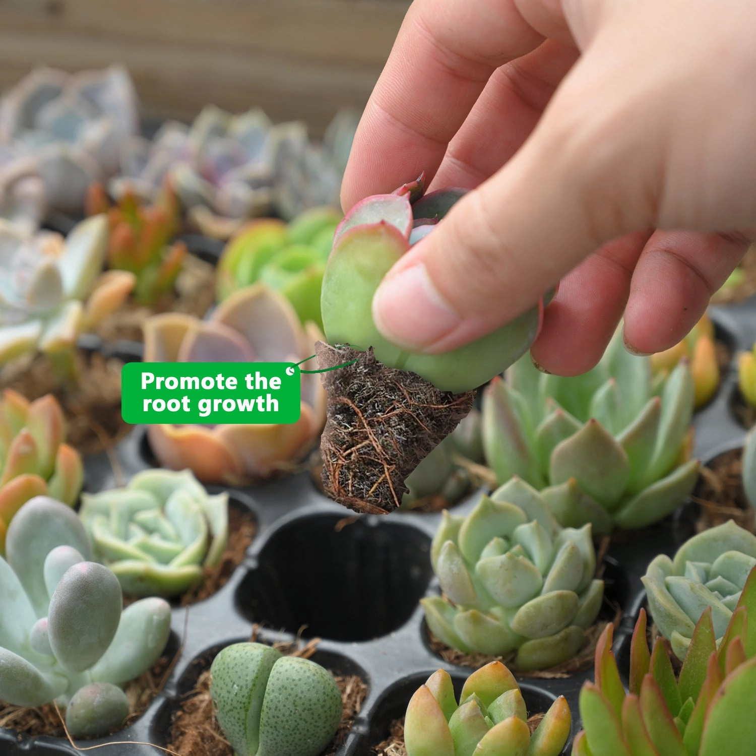 Upgraded Organic Succulent and Cactus Soil