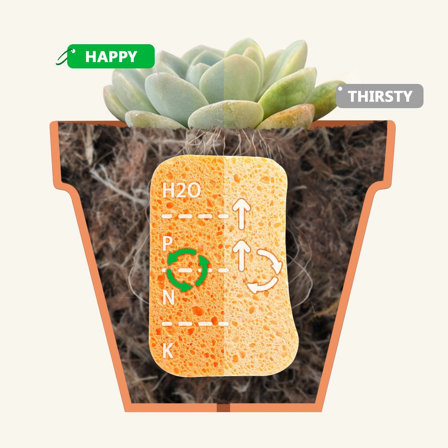 Upgraded Organic Succulent and Cactus Soil