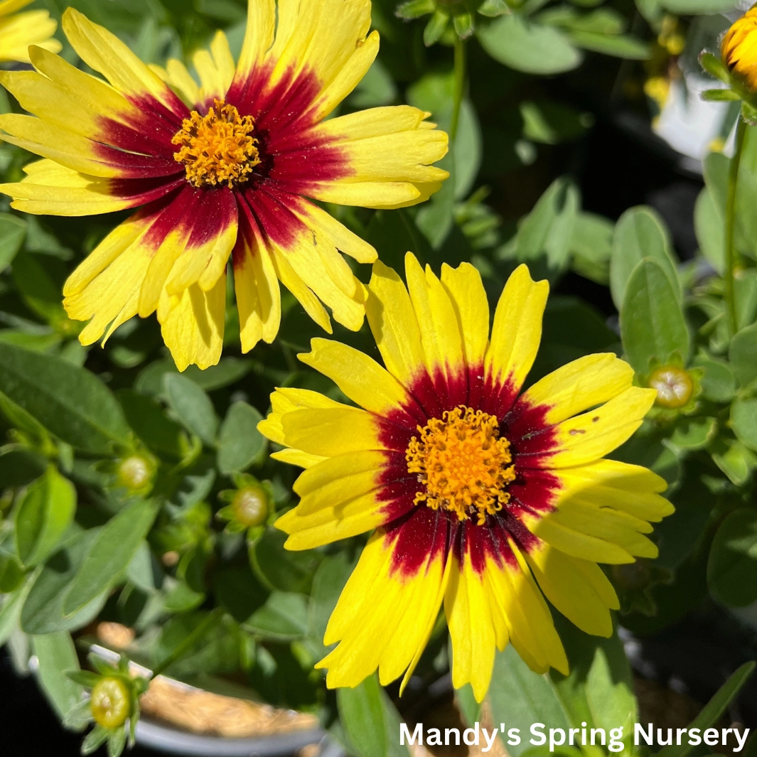 Uptick Yellow & Red Tickseed | Coreopsis hybrid