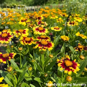 Uptick Yellow & Red Tickseed | Coreopsis hybrid traditional flower vase  