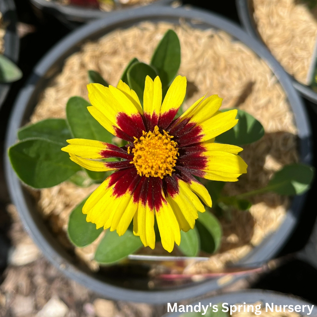 Uptick Yellow & Red Tickseed | Coreopsis hybrid