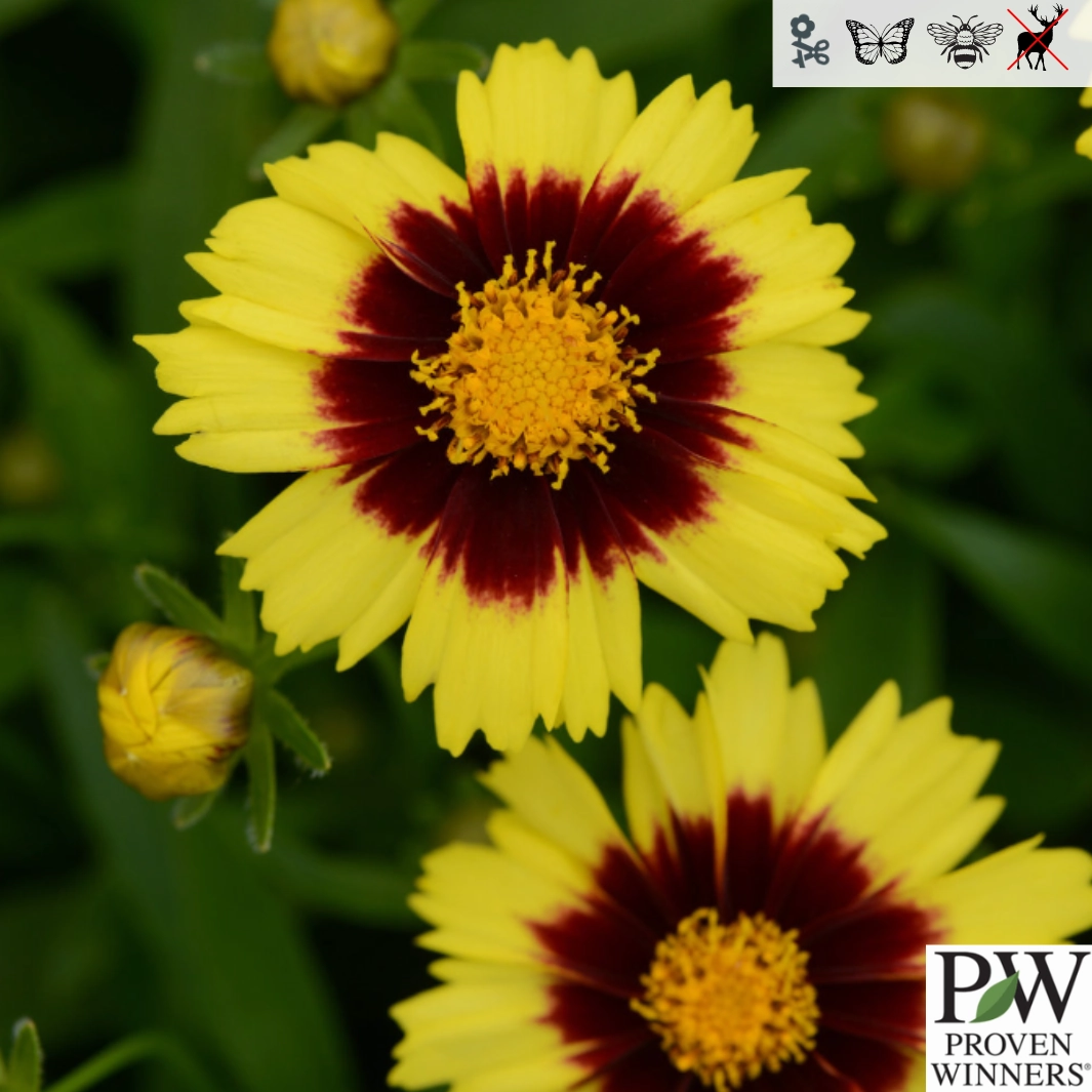 Uptick Yellow & Red Tickseed | Coreopsis hybrid