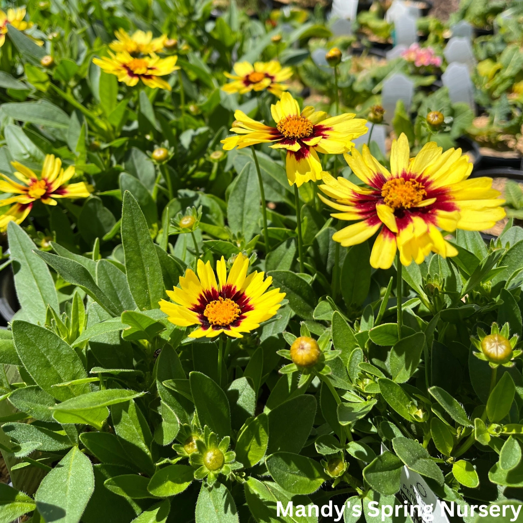 Uptick Yellow & Red Tickseed | Coreopsis hybrid