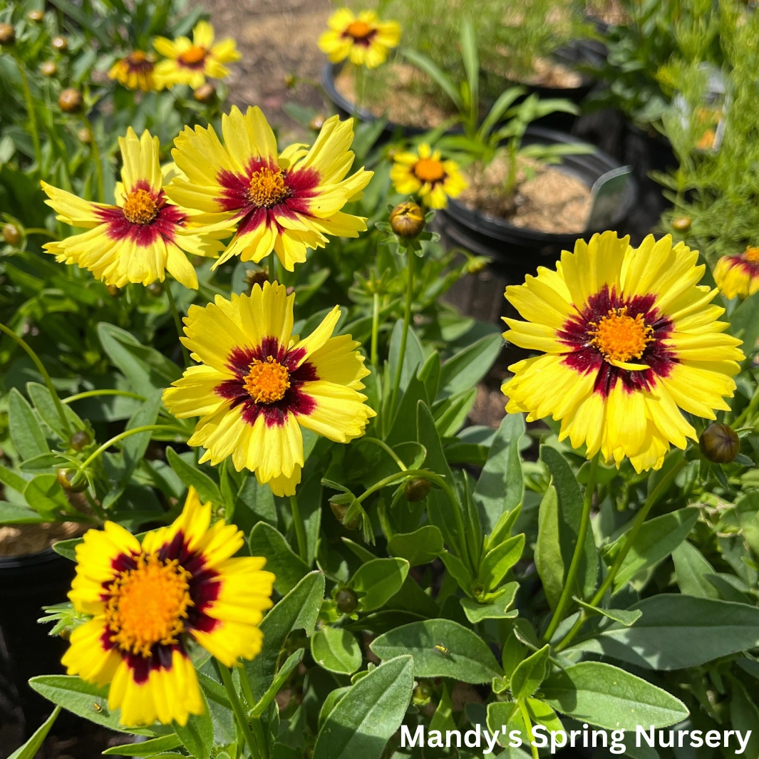 Uptick Yellow & Red Tickseed | Coreopsis hybrid