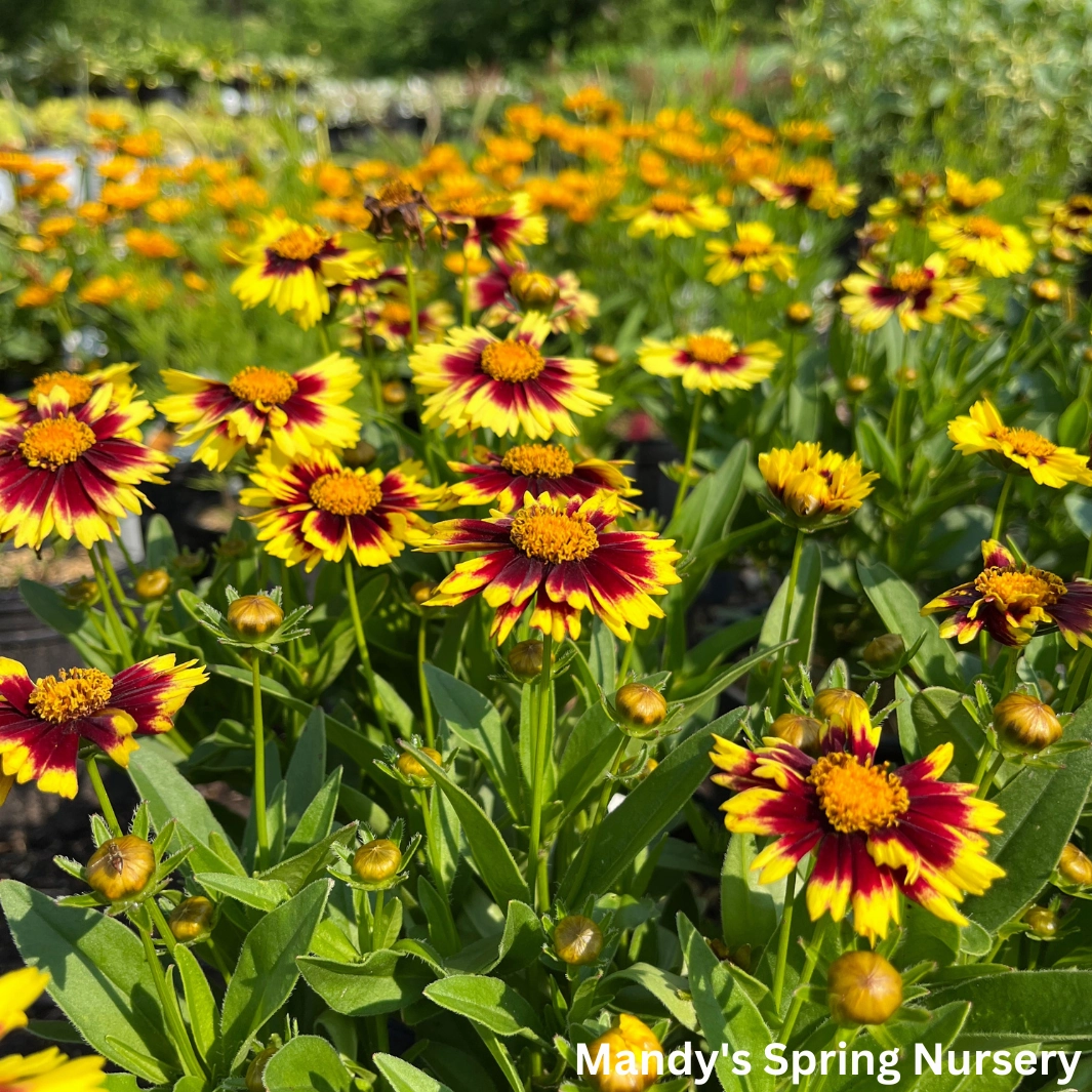 Uptick Yellow & Red Tickseed | Coreopsis hybrid traditional flower vase  