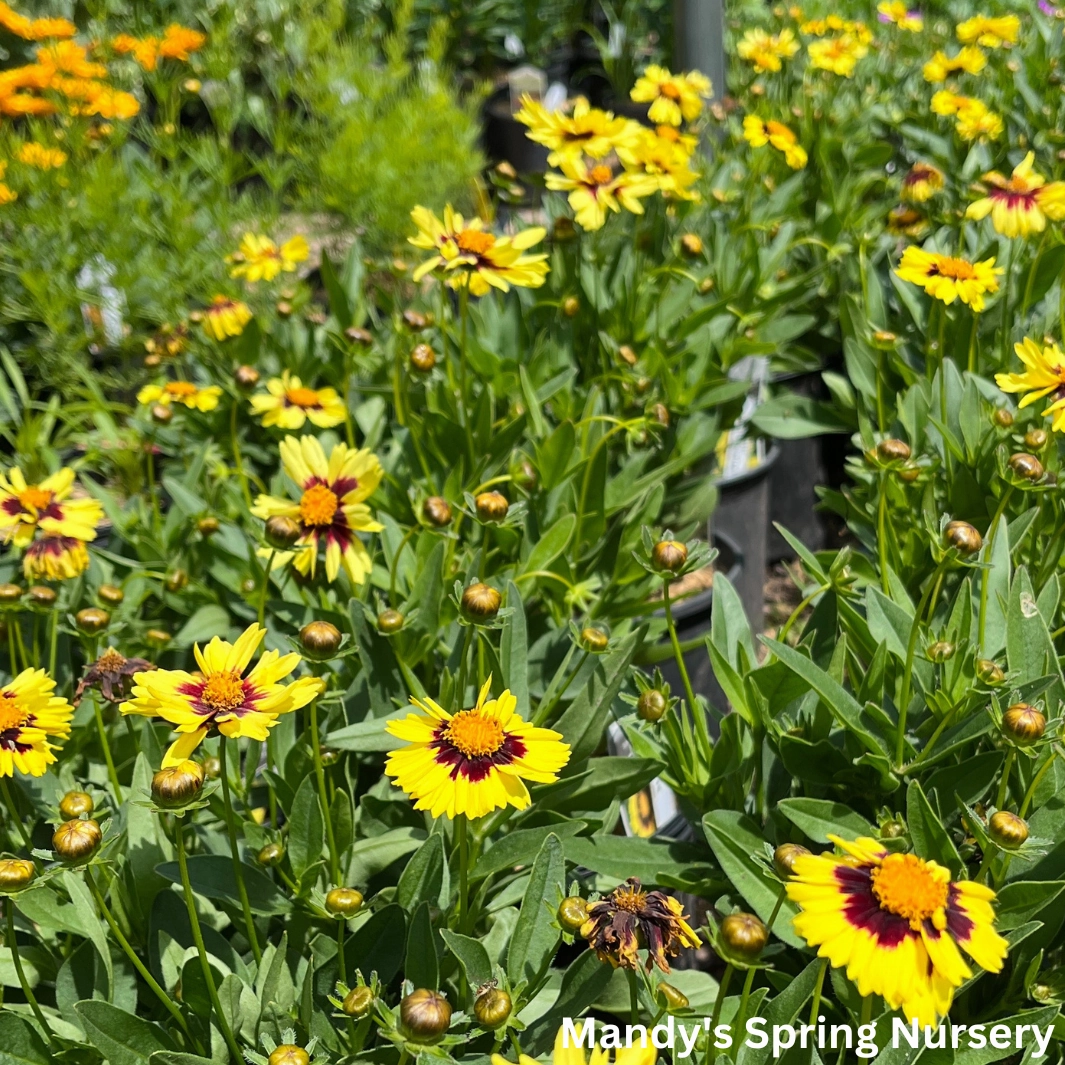 Uptick Yellow & Red Tickseed | Coreopsis hybrid