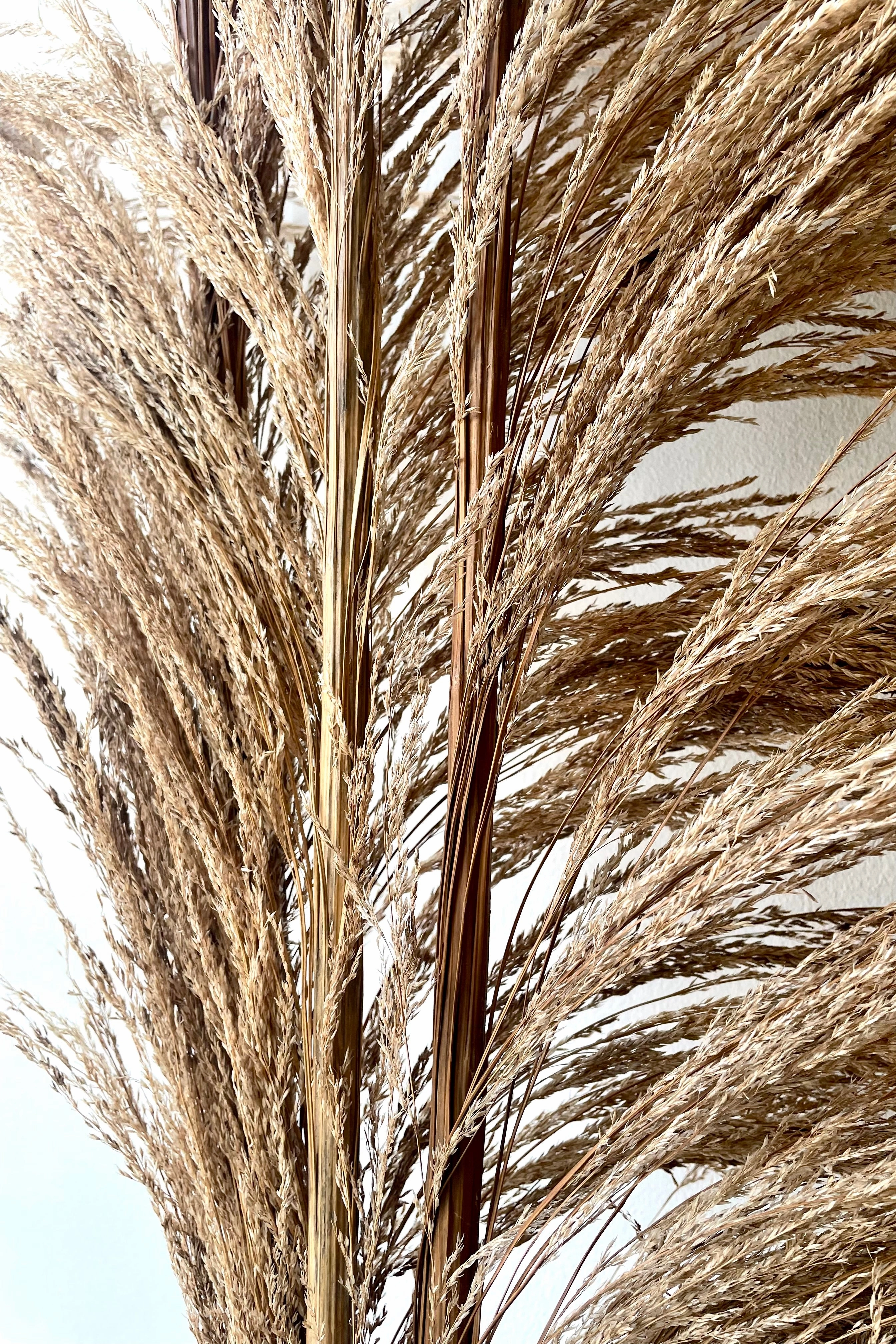 Uva Stalk Natural Preserved Bunch indoor houseplants  