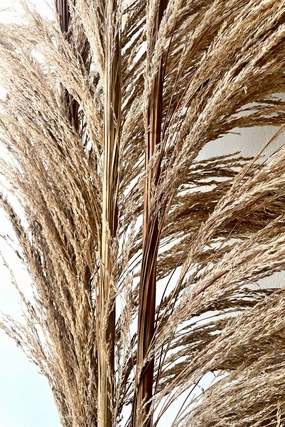 Uva Stalk Natural Preserved Bunch indoor houseplants  