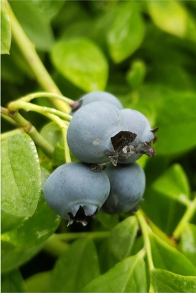 Vaccinium cor. 'Bluecrop' #1 decorative flowerpot  