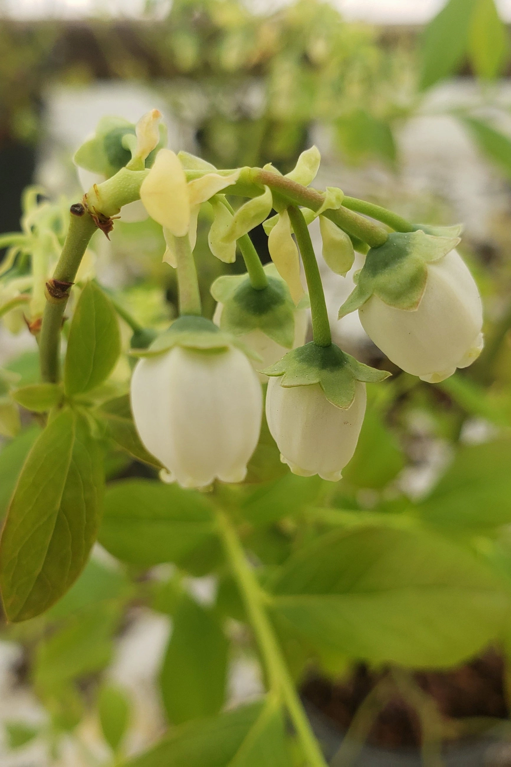 Vaccinium cor. 'Bluecrop' #1
