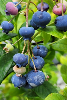 Vaccinium cor. 'Jersey' #1 decorative flowerpot  
