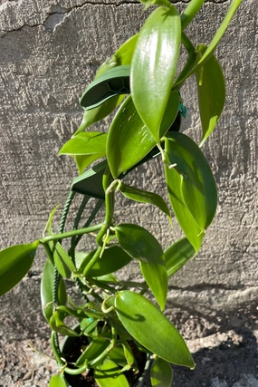 Vanilla planifolia "Vanilla Orchid" 5" medium flower pot  