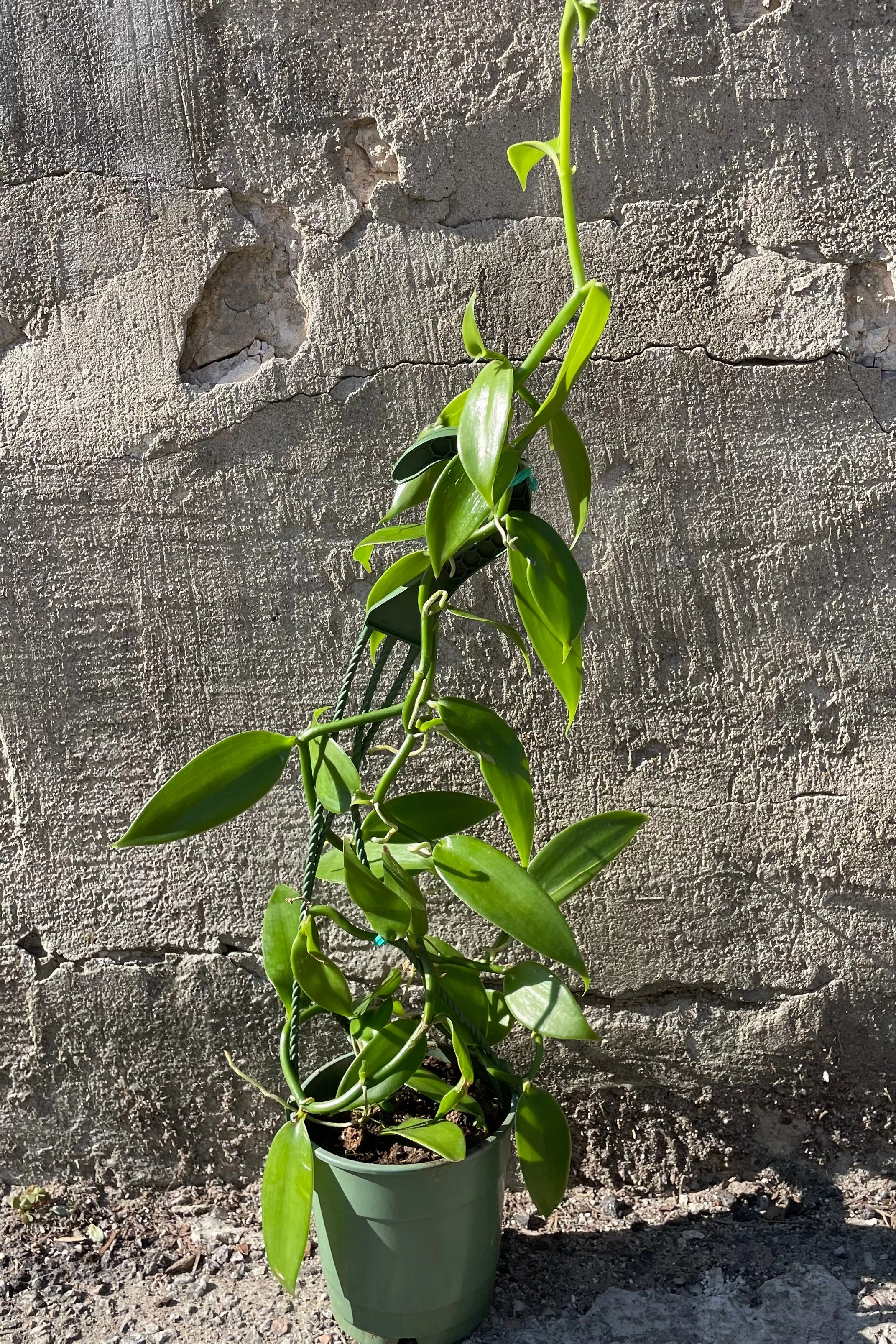Vanilla planifolia "Vanilla Orchid" 5"