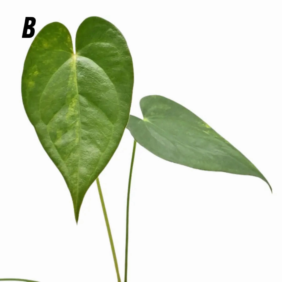 Variegated Anthurium Lucens