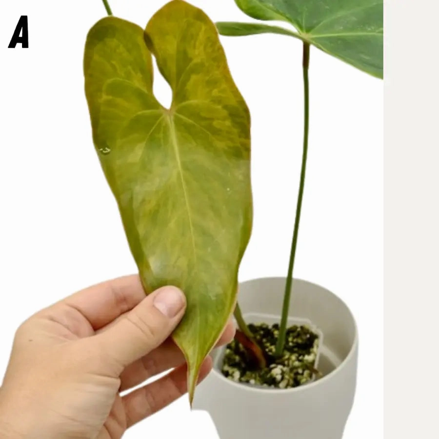 Variegated Anthurium Lucens