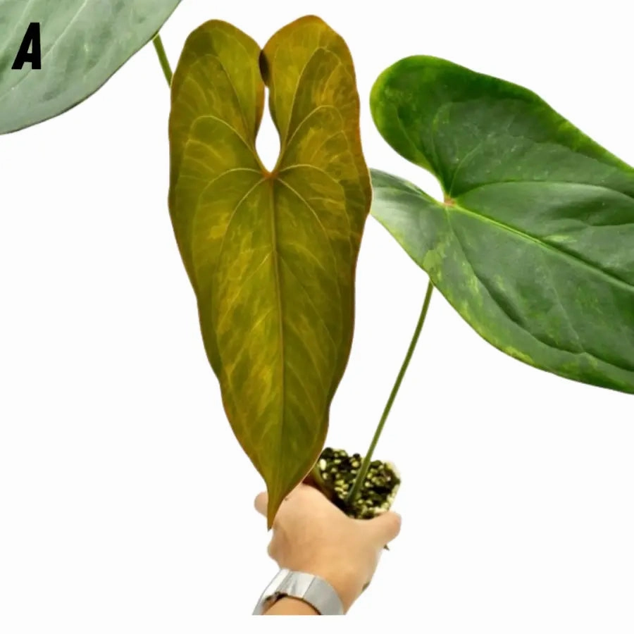 Variegated Anthurium Lucens