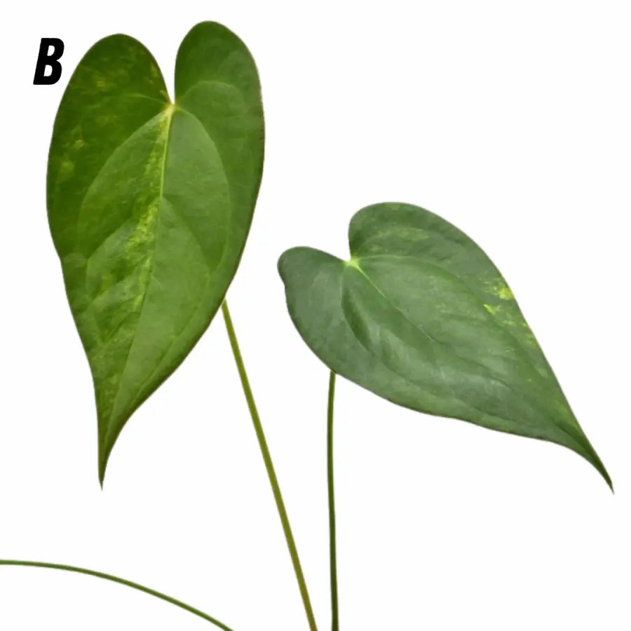 Variegated Anthurium Lucens