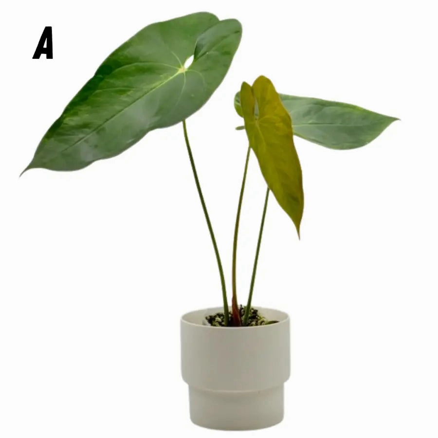 Variegated Anthurium Lucens
