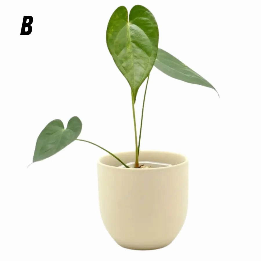 Variegated Anthurium Lucens