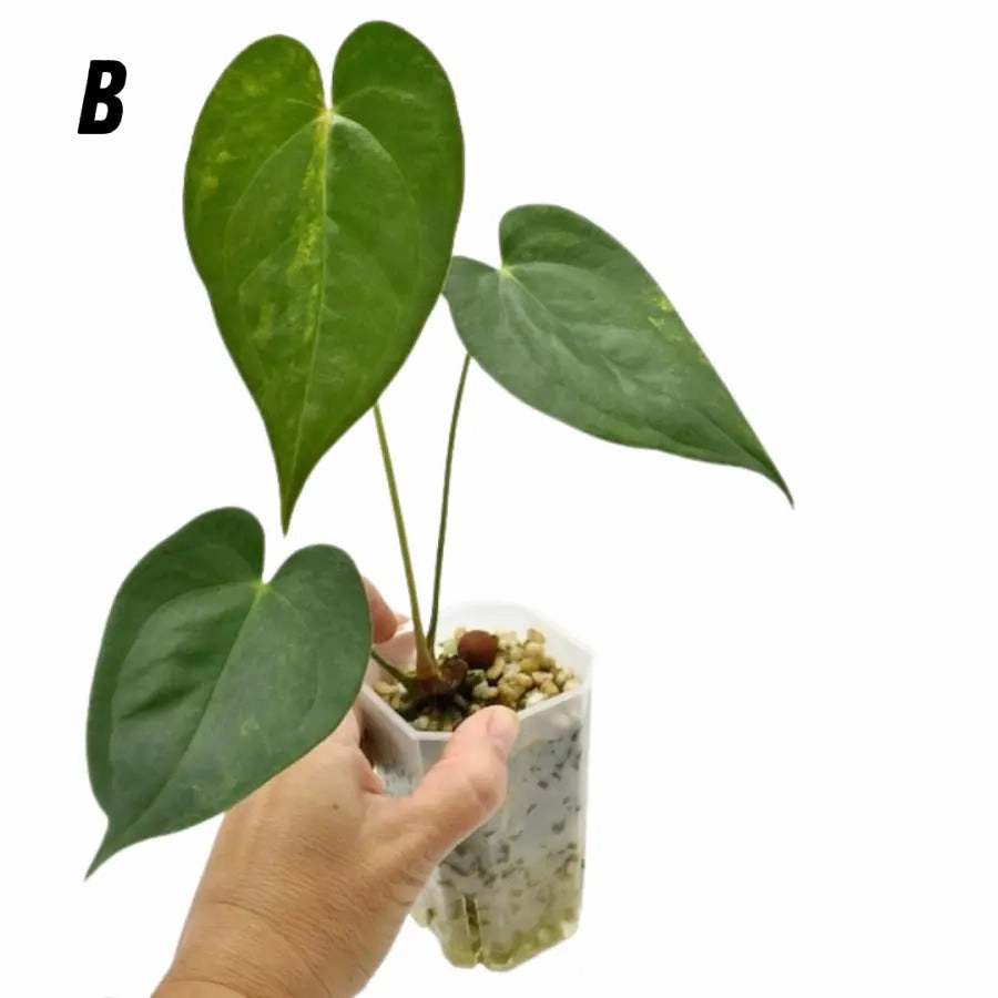 Variegated Anthurium Lucens