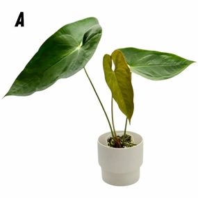 Variegated Anthurium Lucens large flower pot  