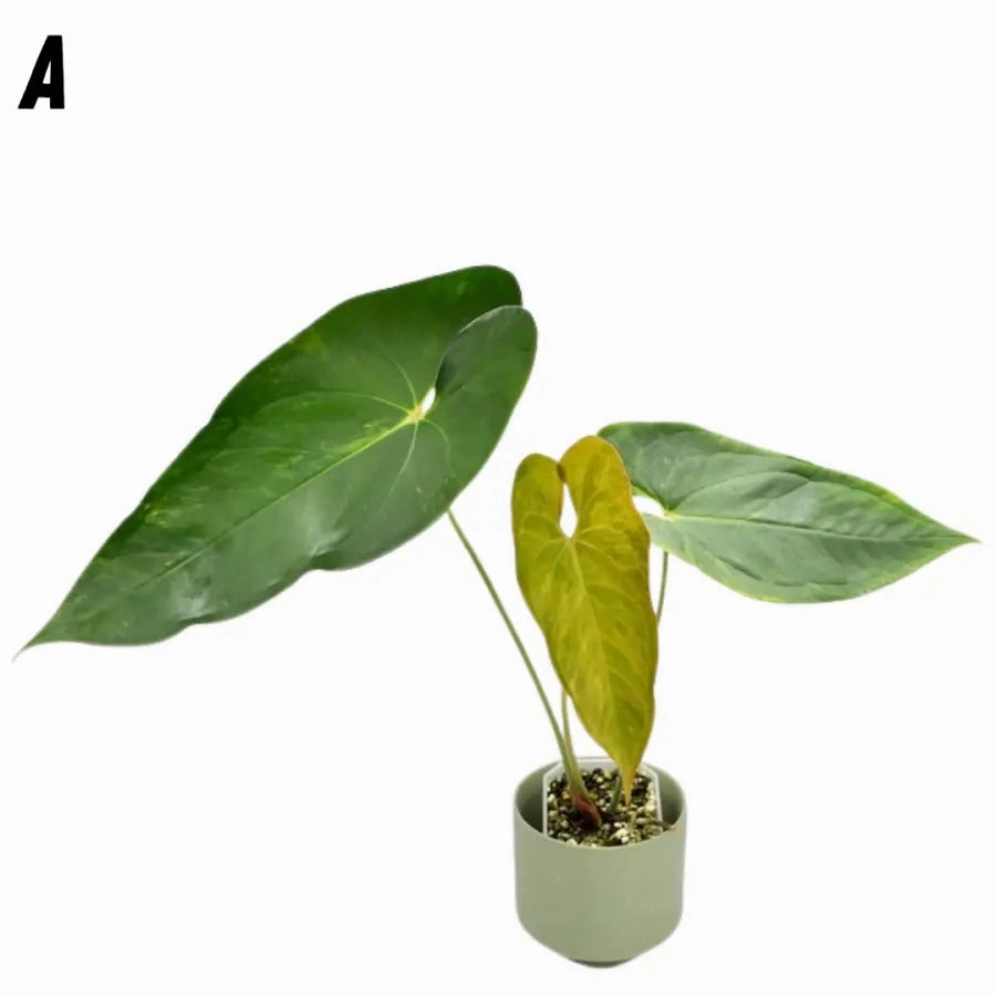 Variegated Anthurium Lucens