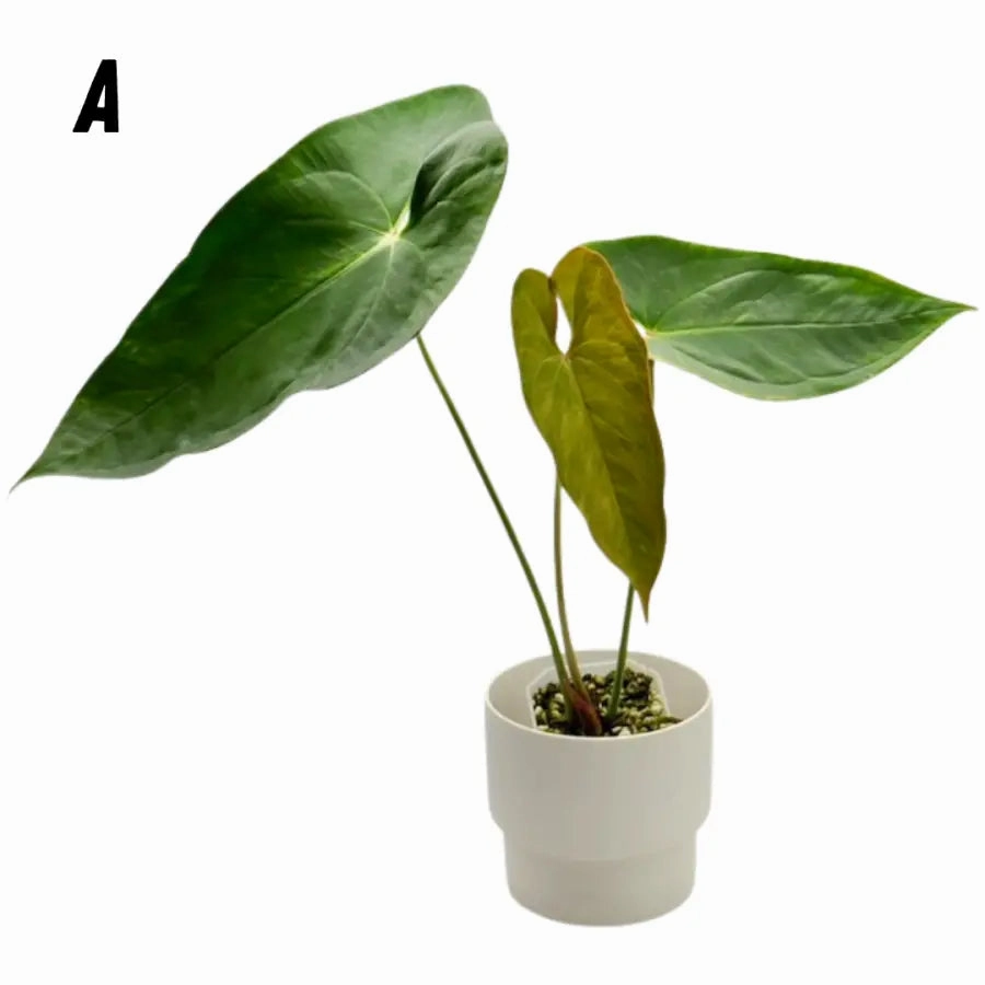 Variegated Anthurium Lucens large flower pot  
