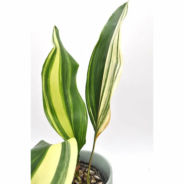 Variegated Aspidistra elatior (Cast Iron)