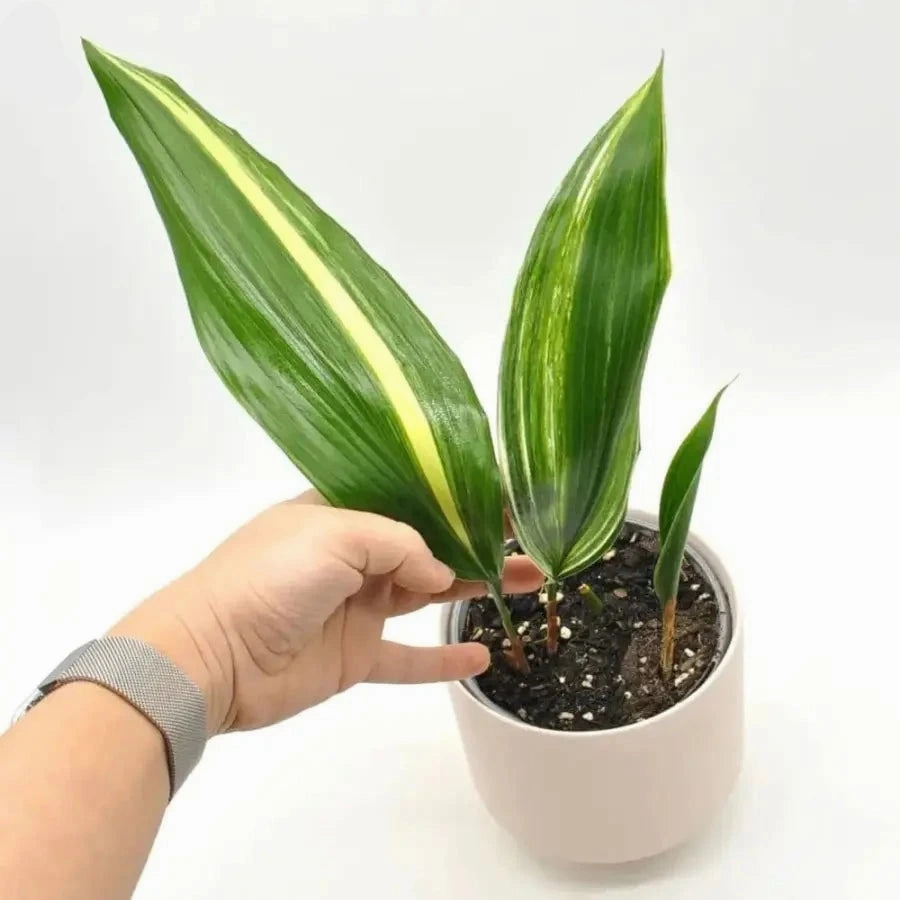 Variegated Aspidistra elatior (Cast Iron)