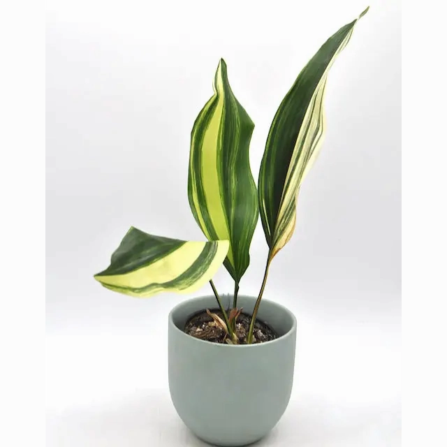 Variegated Aspidistra elatior (Cast Iron) large flower pot  
