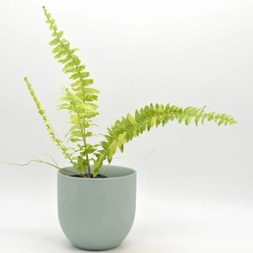 Variegated Boston Fern large flower pot  
