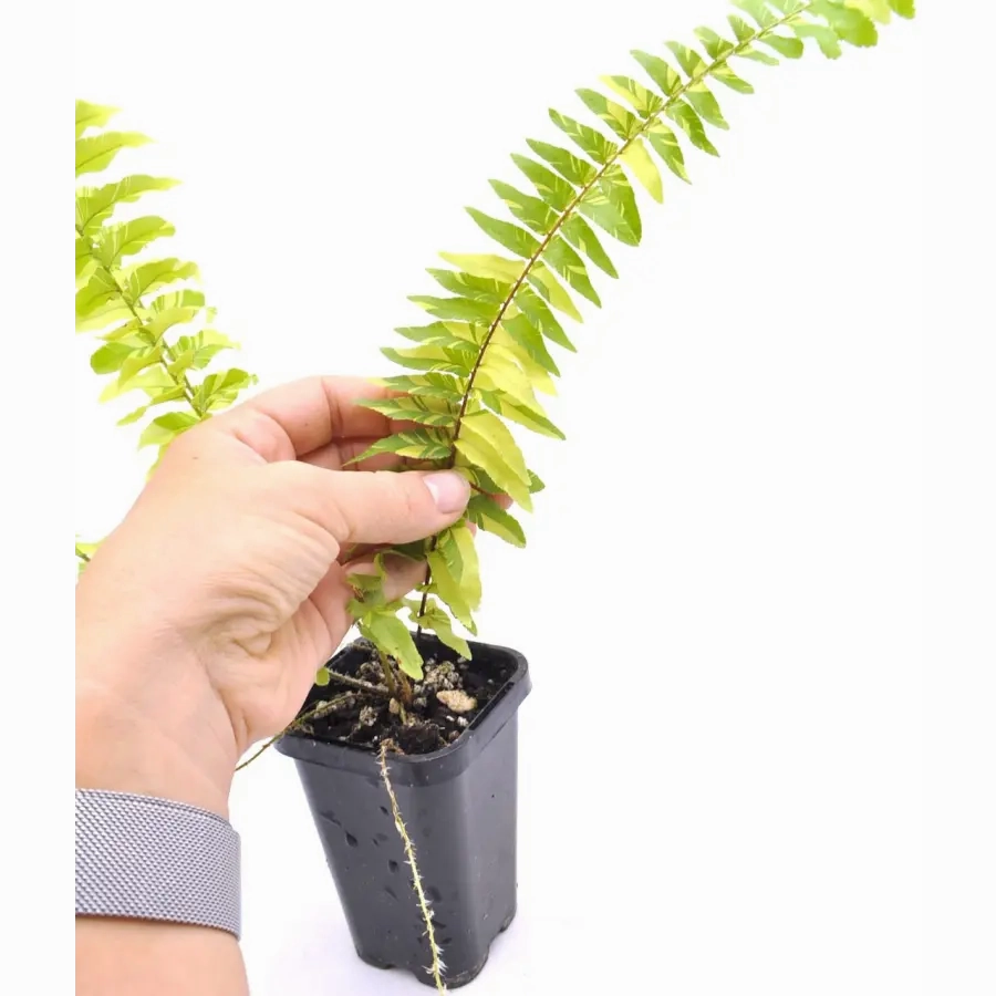 Variegated Boston Fern