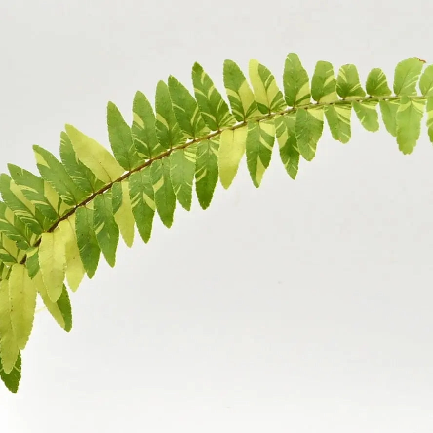 Variegated Boston Fern