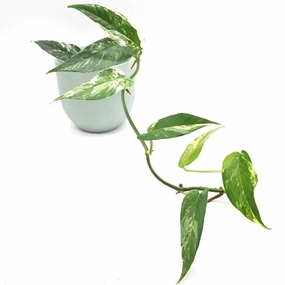Variegated Epipremnum Pinnatum - small large flower pot  