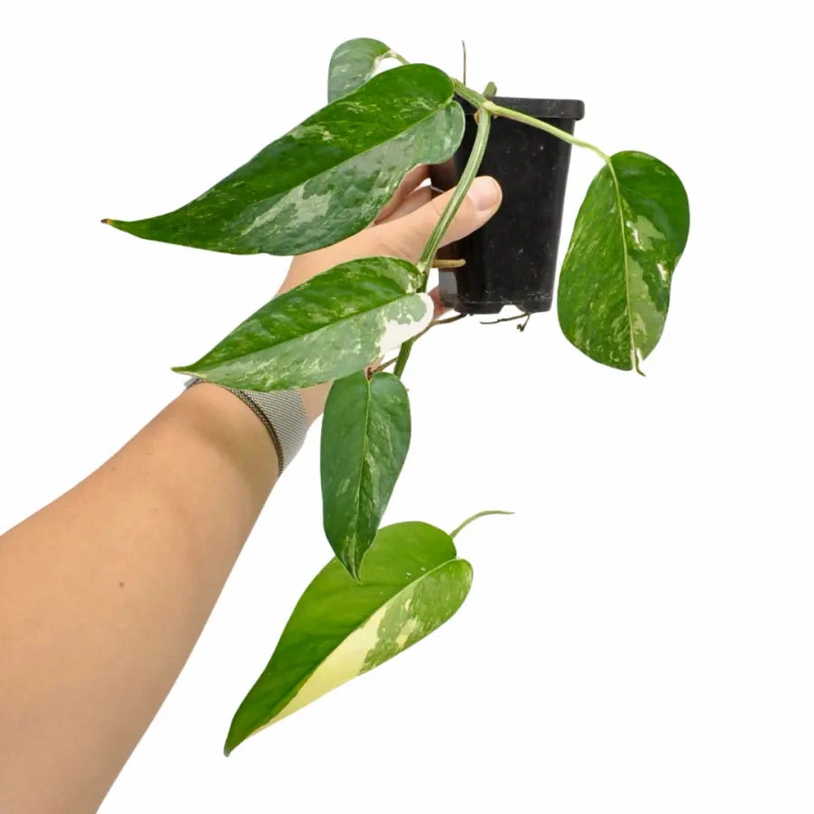 Variegated Epipremnum Pinnatum - small
