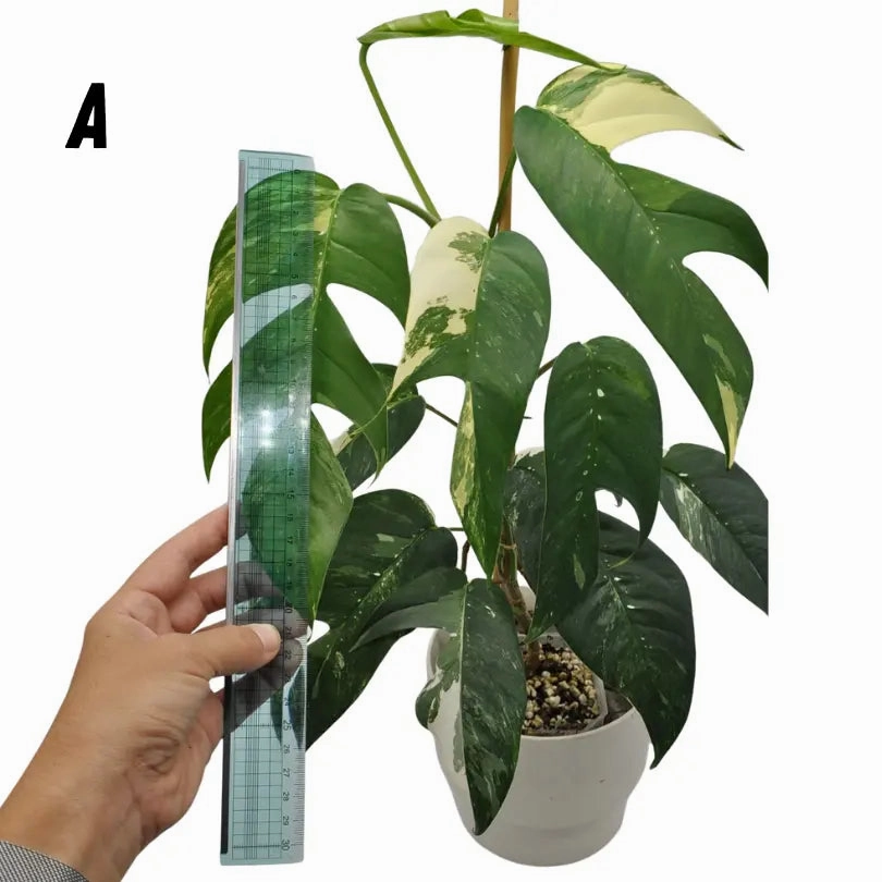 Variegated Epipremnum Pinnatum (large)