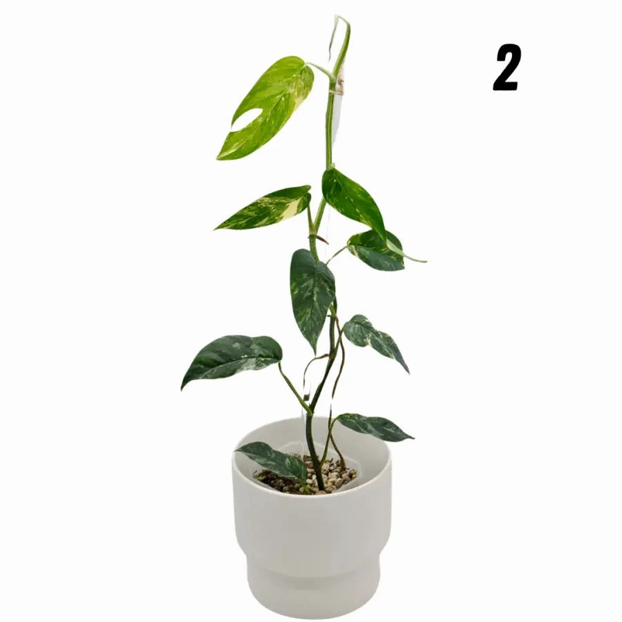 Variegated Epipremnum Pinnatum (large)