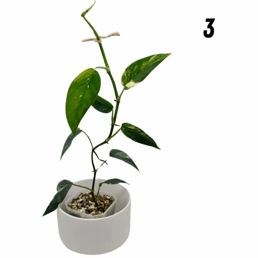 Variegated Epipremnum Pinnatum (large)
