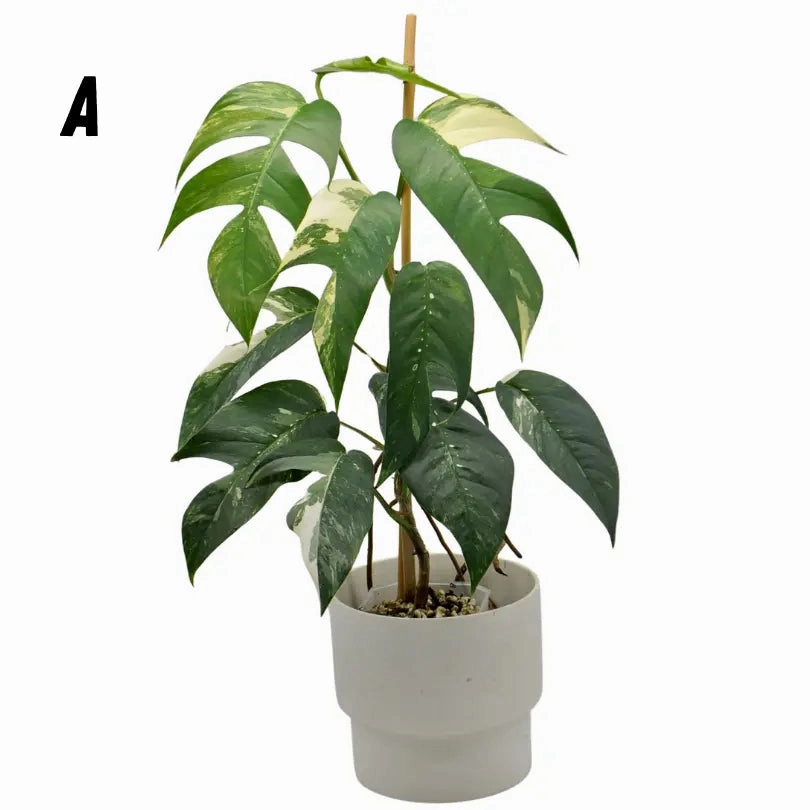 Variegated Epipremnum Pinnatum (large)